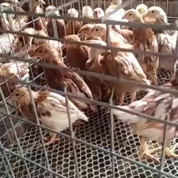 脱温红玉380