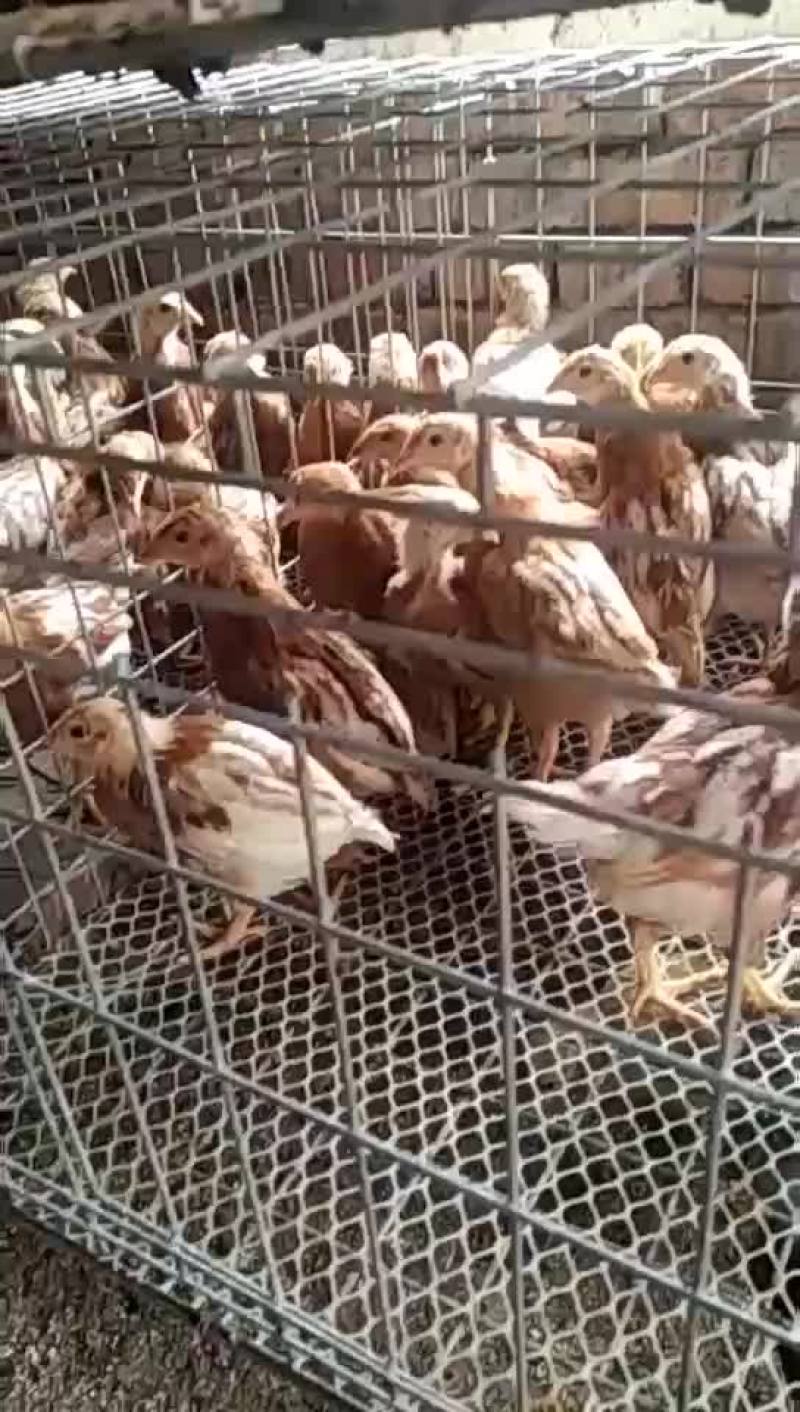 脱温红玉380