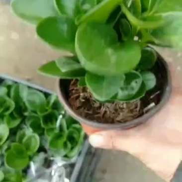 碧玉。。。。。@。@@@@@@@