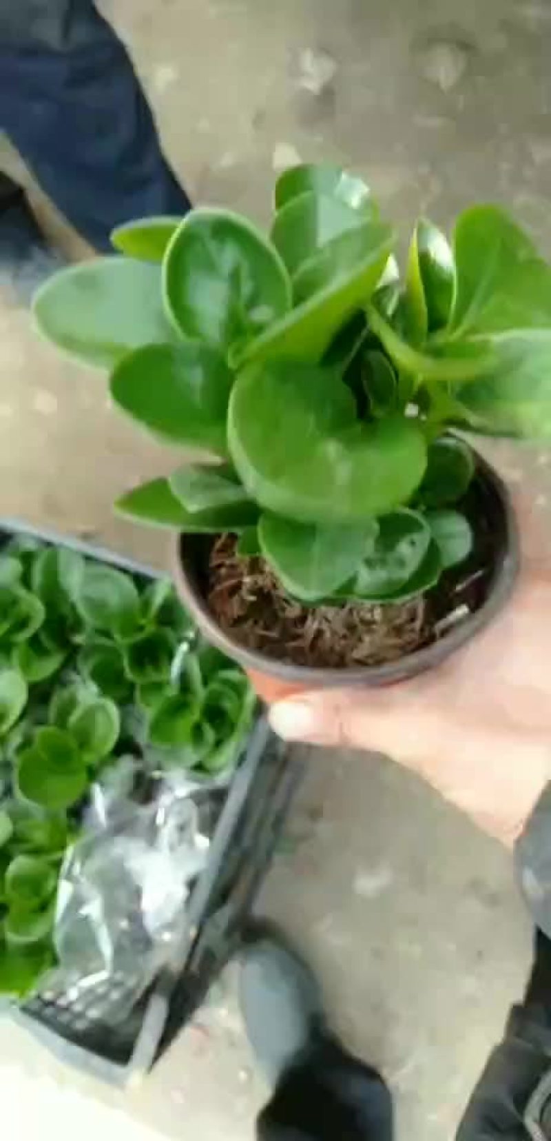 碧玉。。。。。@。@@@@@@@