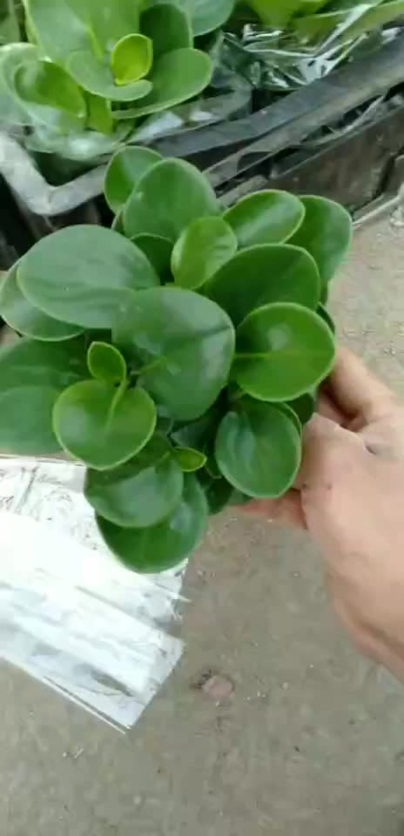 碧玉。。。。。@。@@@@@@@