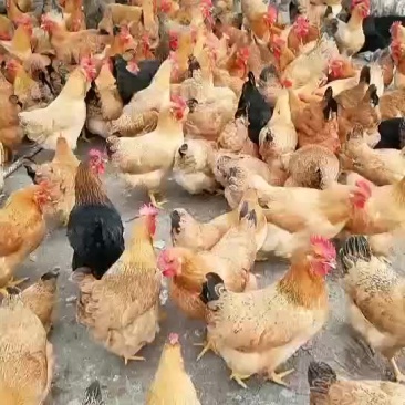 灵山土鸡