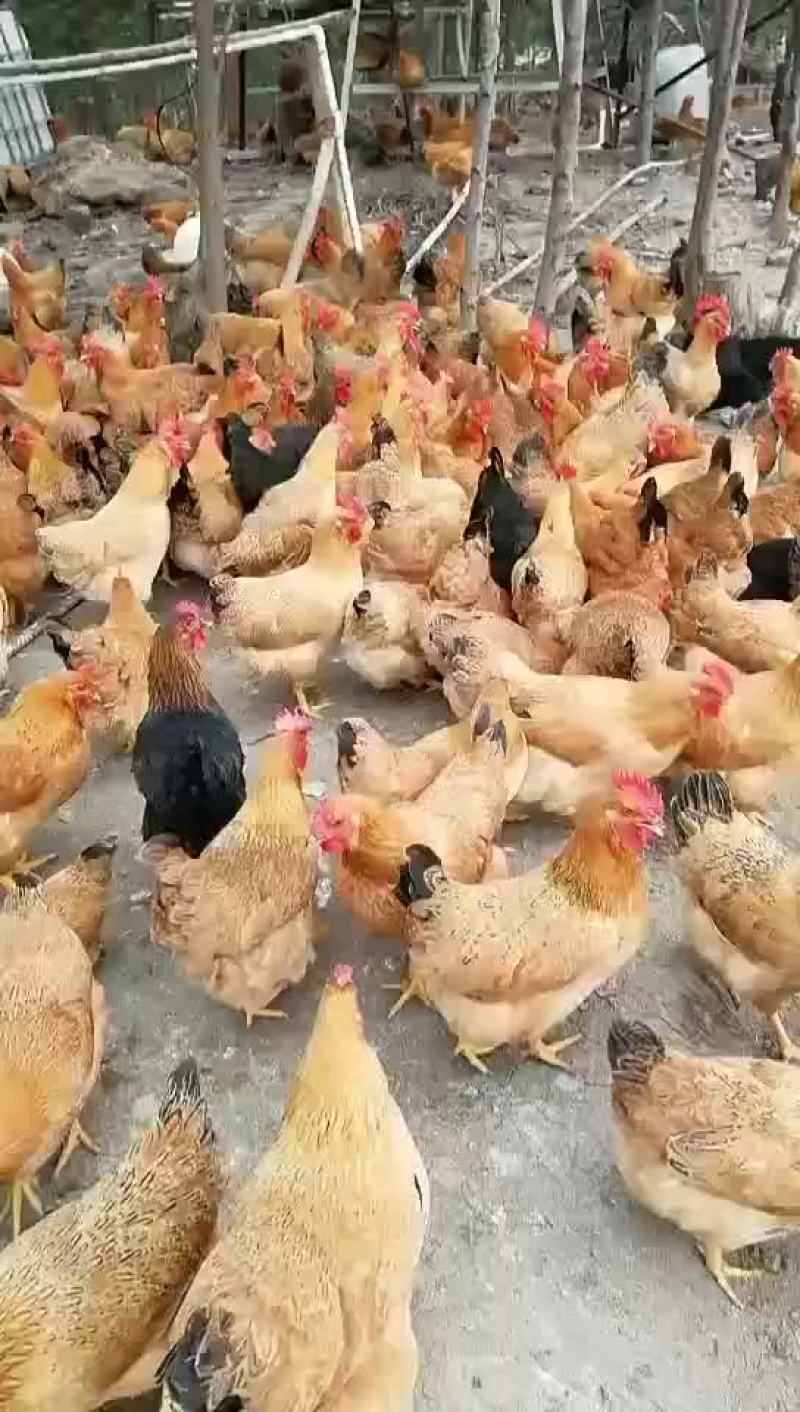 灵山土鸡