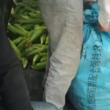 白糯玉米