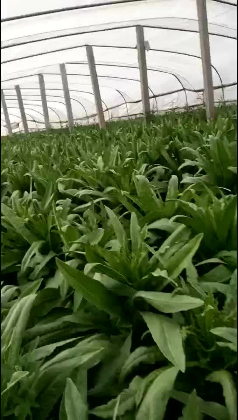岱岳精品莴苣大量上市