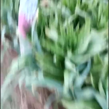 岱岳精品莴苣大量上市