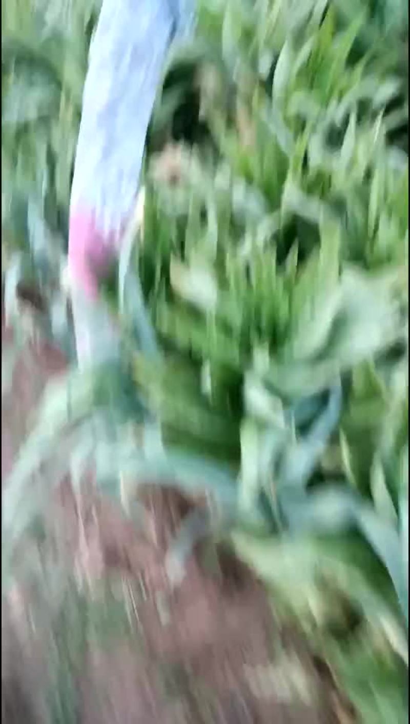 岱岳精品莴苣大量上市