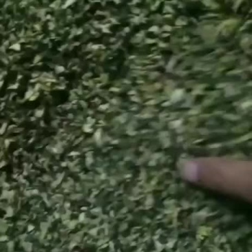 大量批发优质槐花干批发