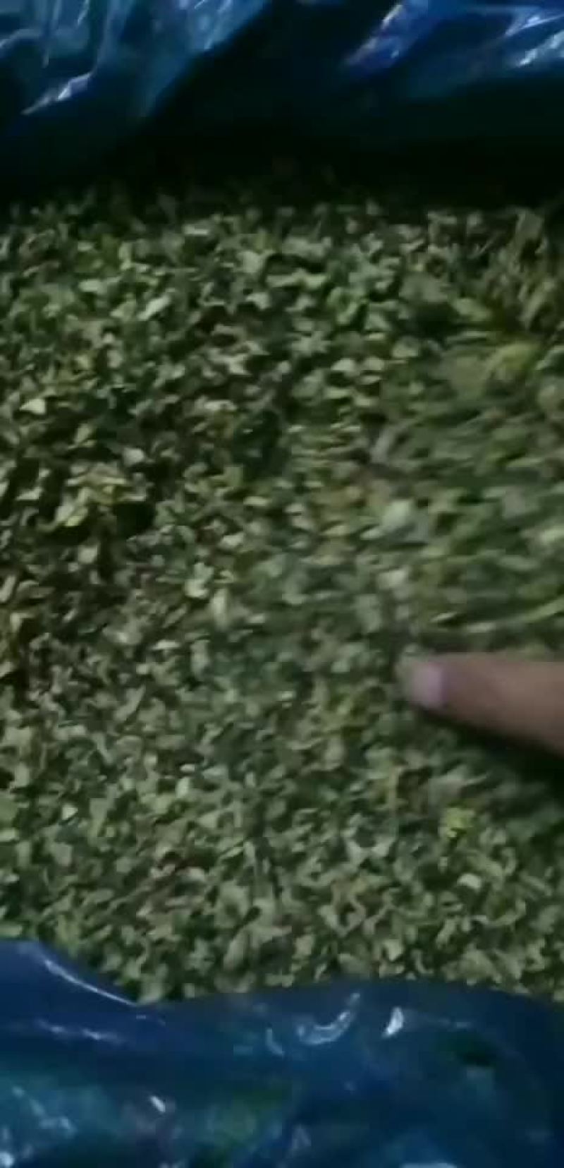 大量批发优质槐花干批发
