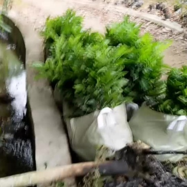 黄皮苗