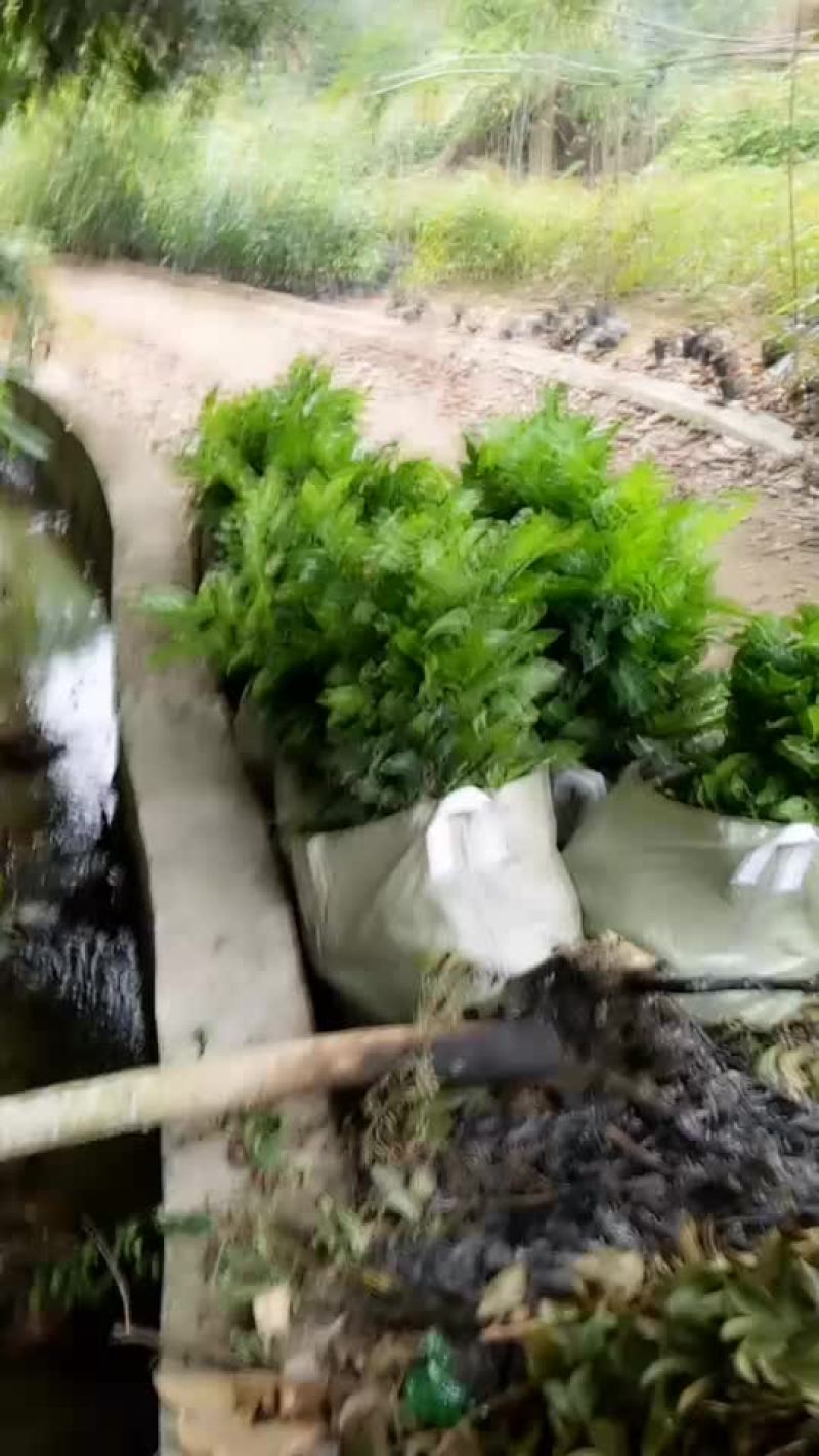 黄皮苗