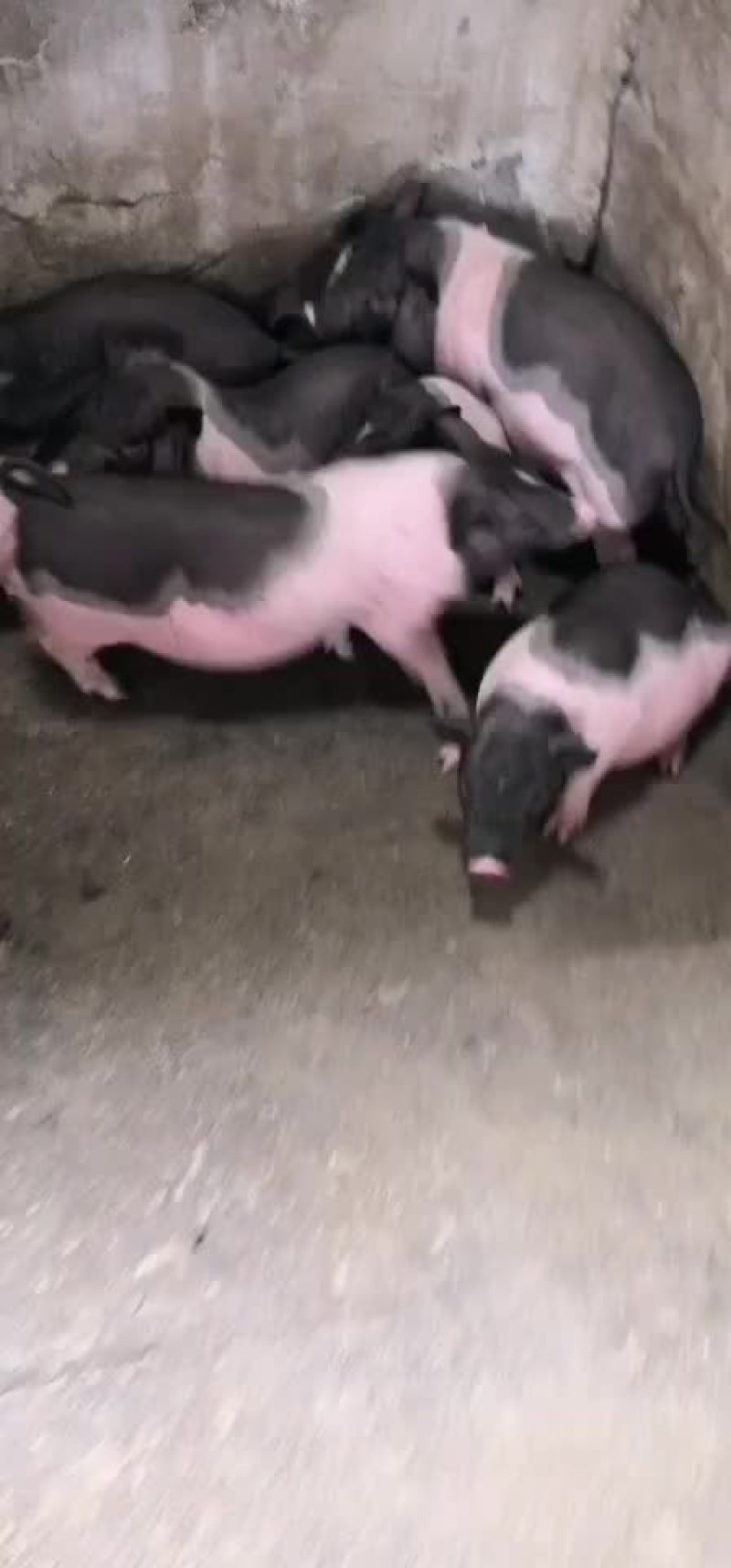种猪苗