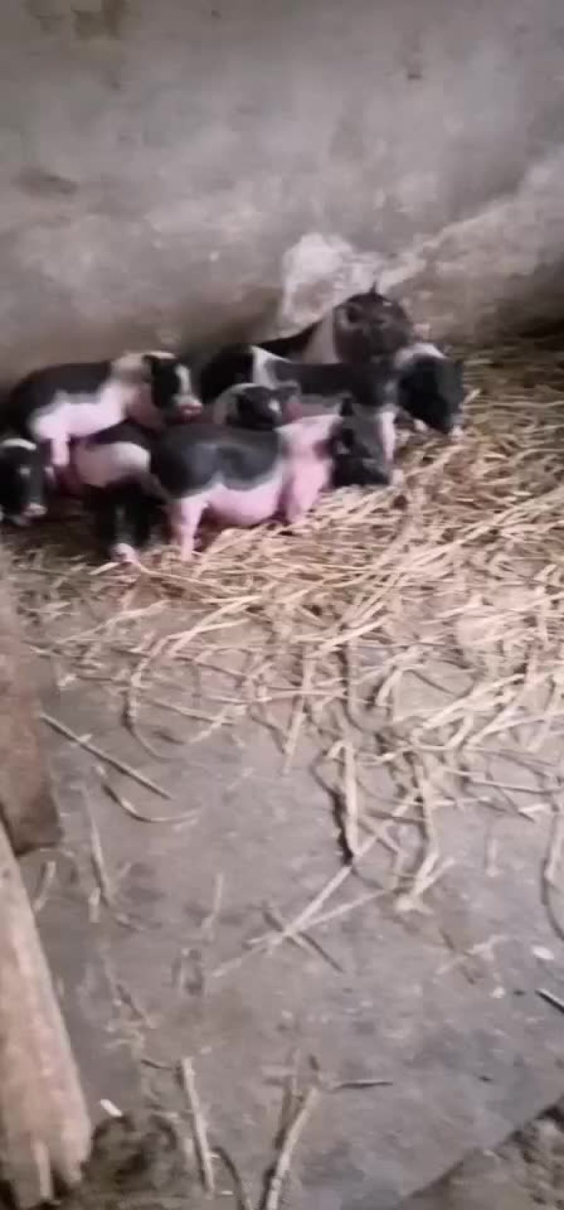种猪苗