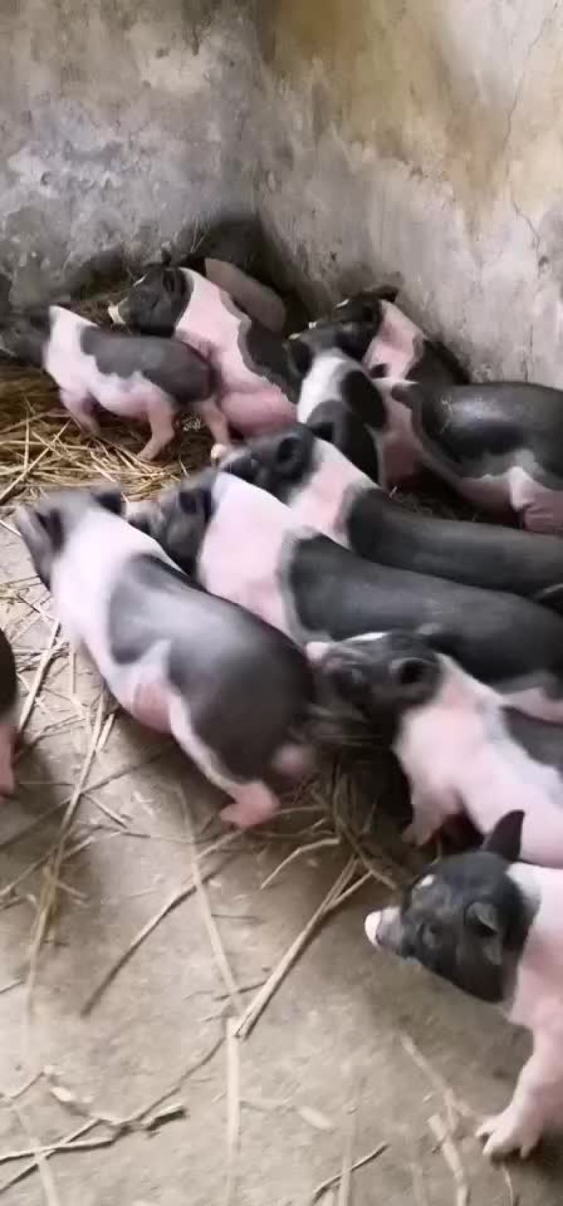种猪苗