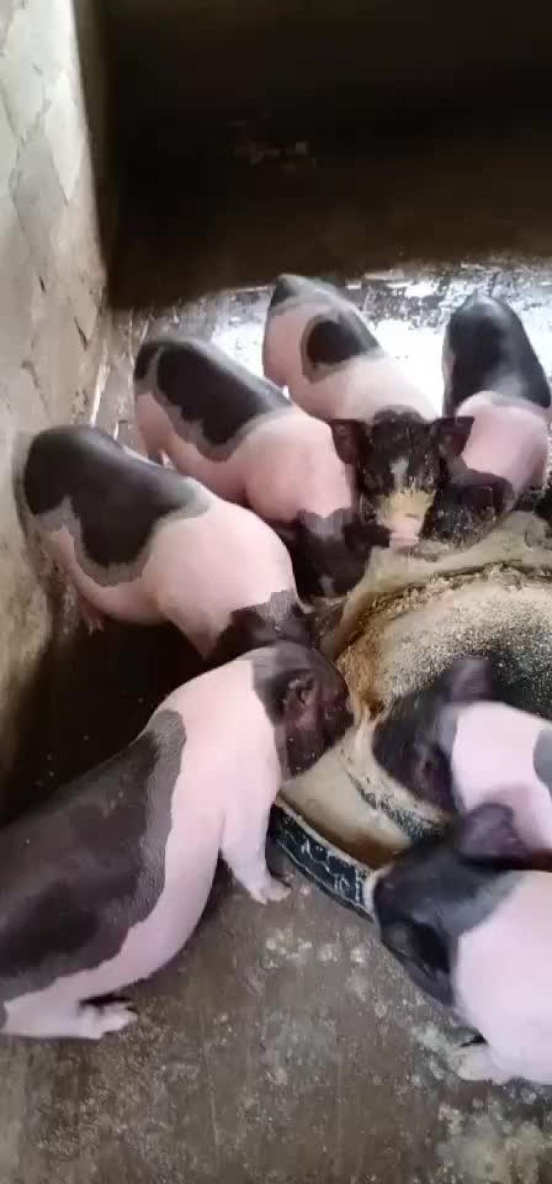 种猪苗
