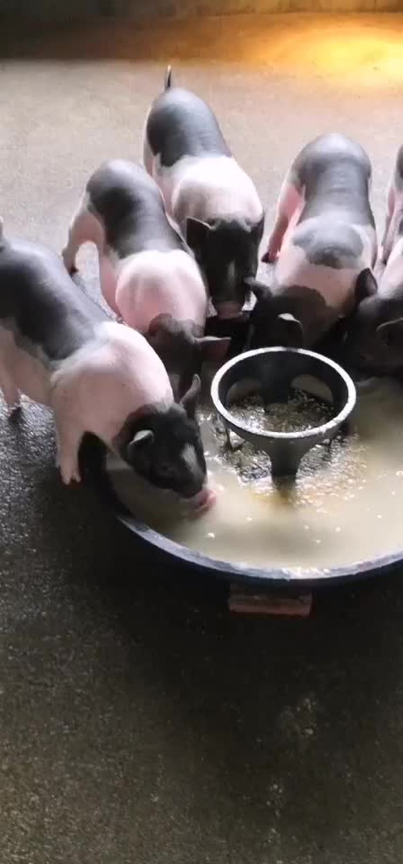 种猪苗