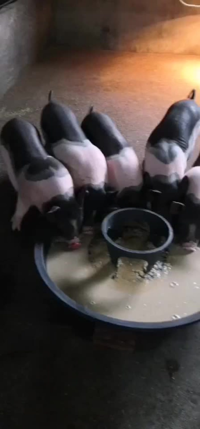种猪苗