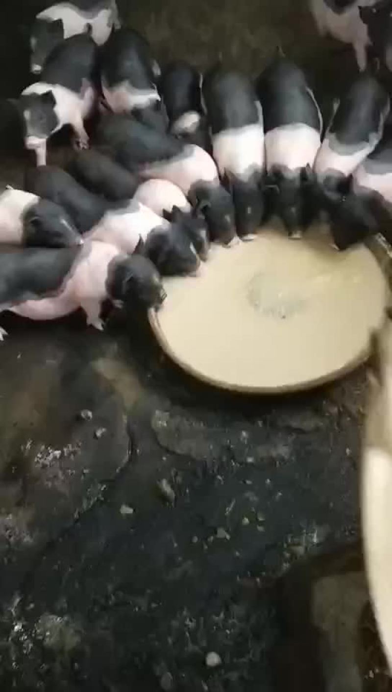 种猪苗