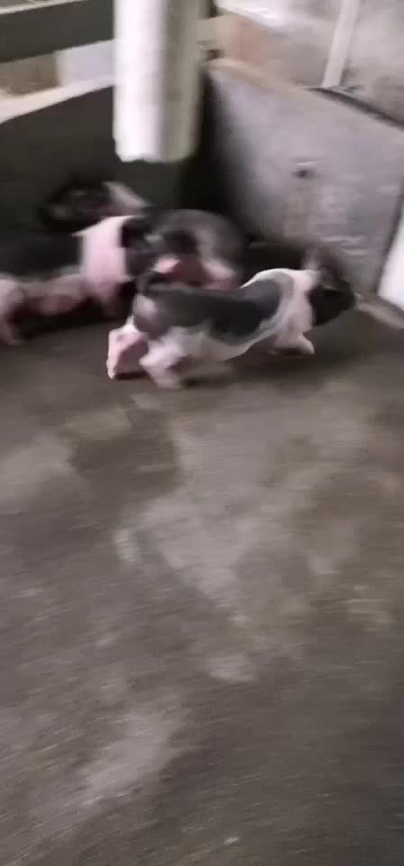 种猪苗