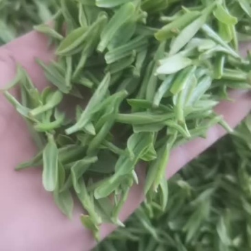 高山茶