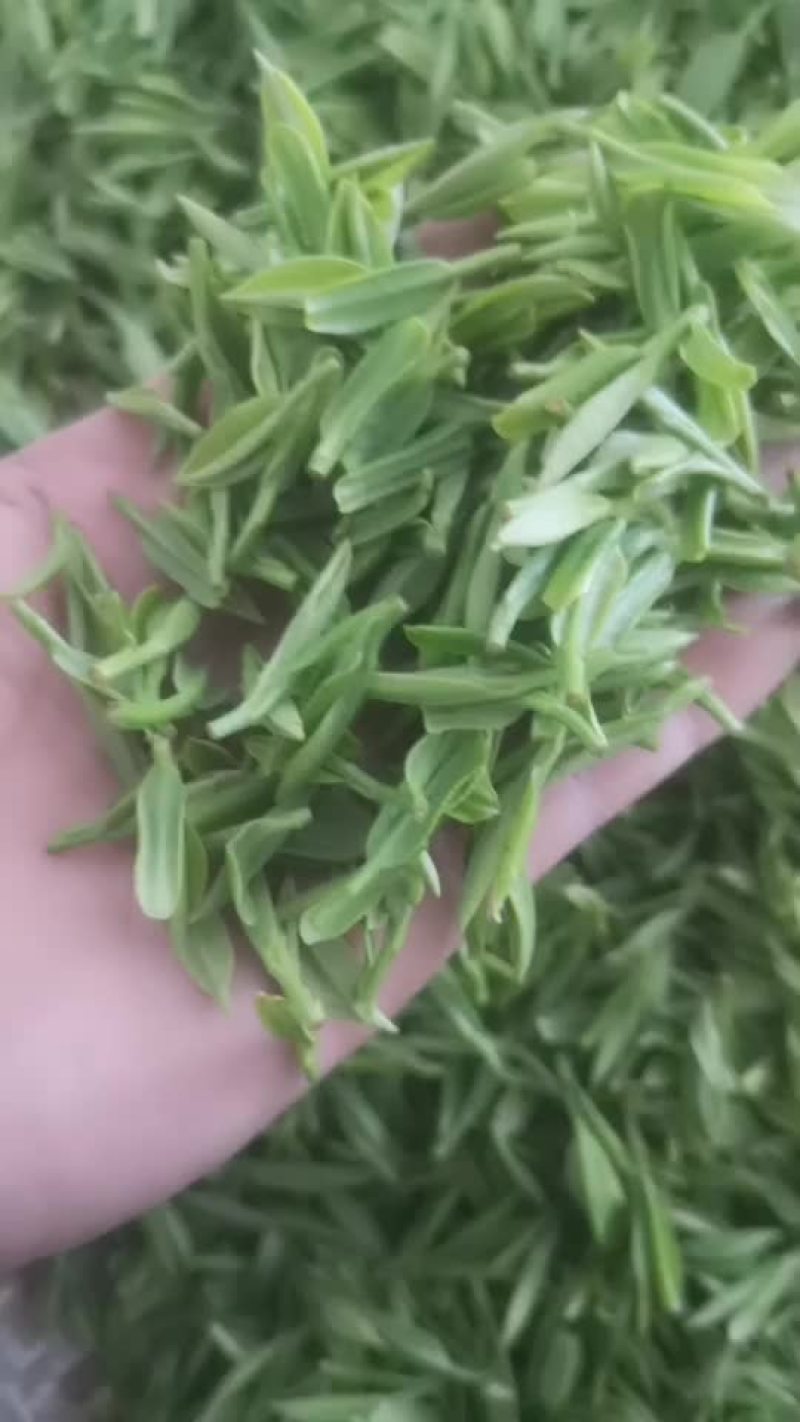 高山茶