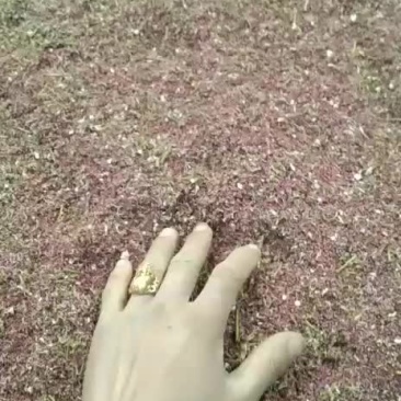 花粉，花药