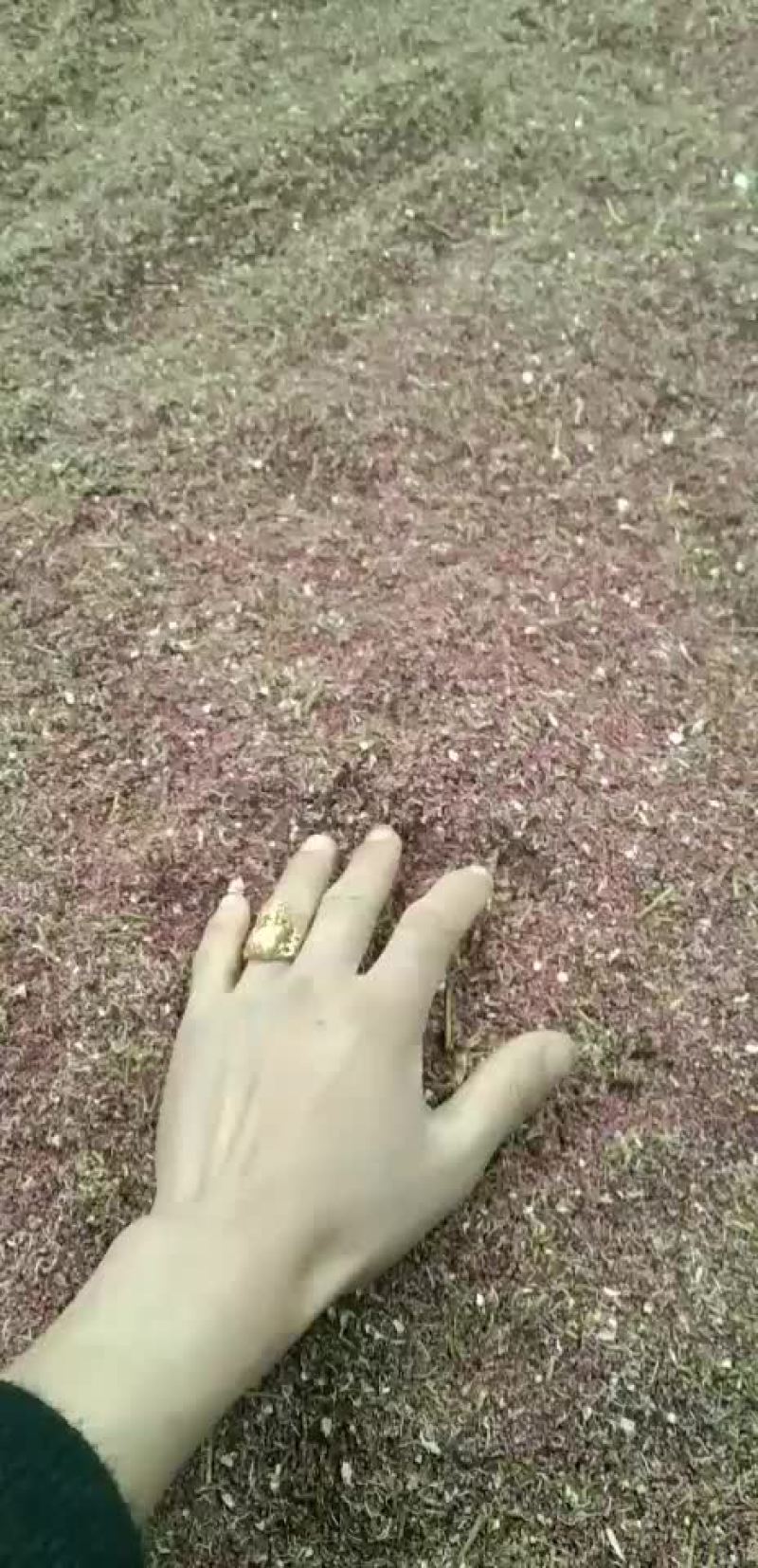 花粉，花药