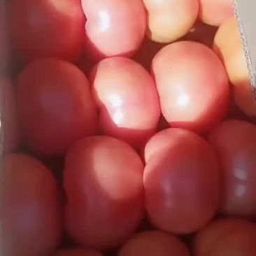 西红柿已大量上市，欢迎老板前来选购