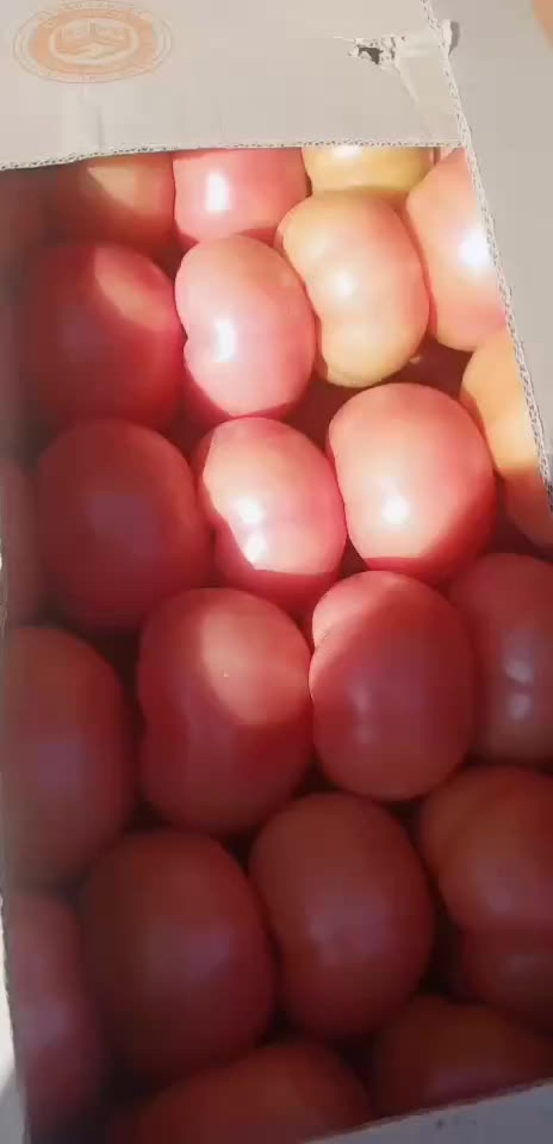 西红柿已大量上市，欢迎老板前来选购