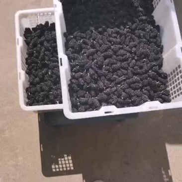 鲜桑椹