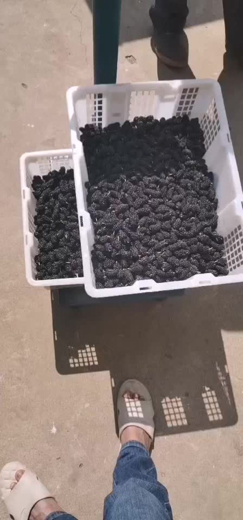 鲜桑椹