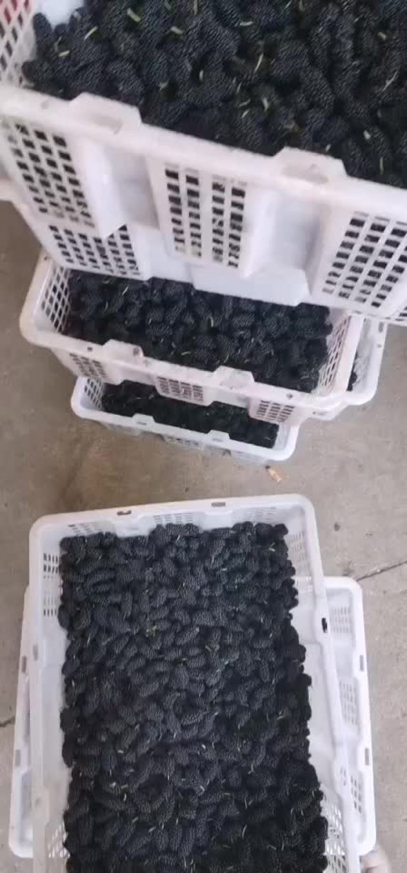 鲜桑椹
