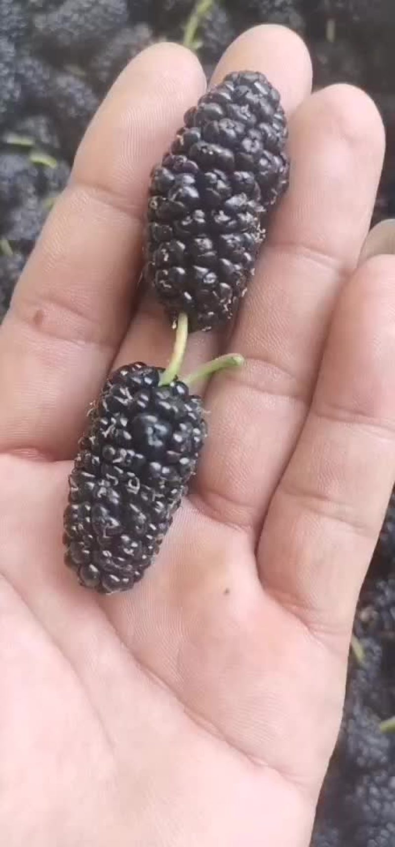 鲜桑椹