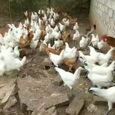 乌骨鸡