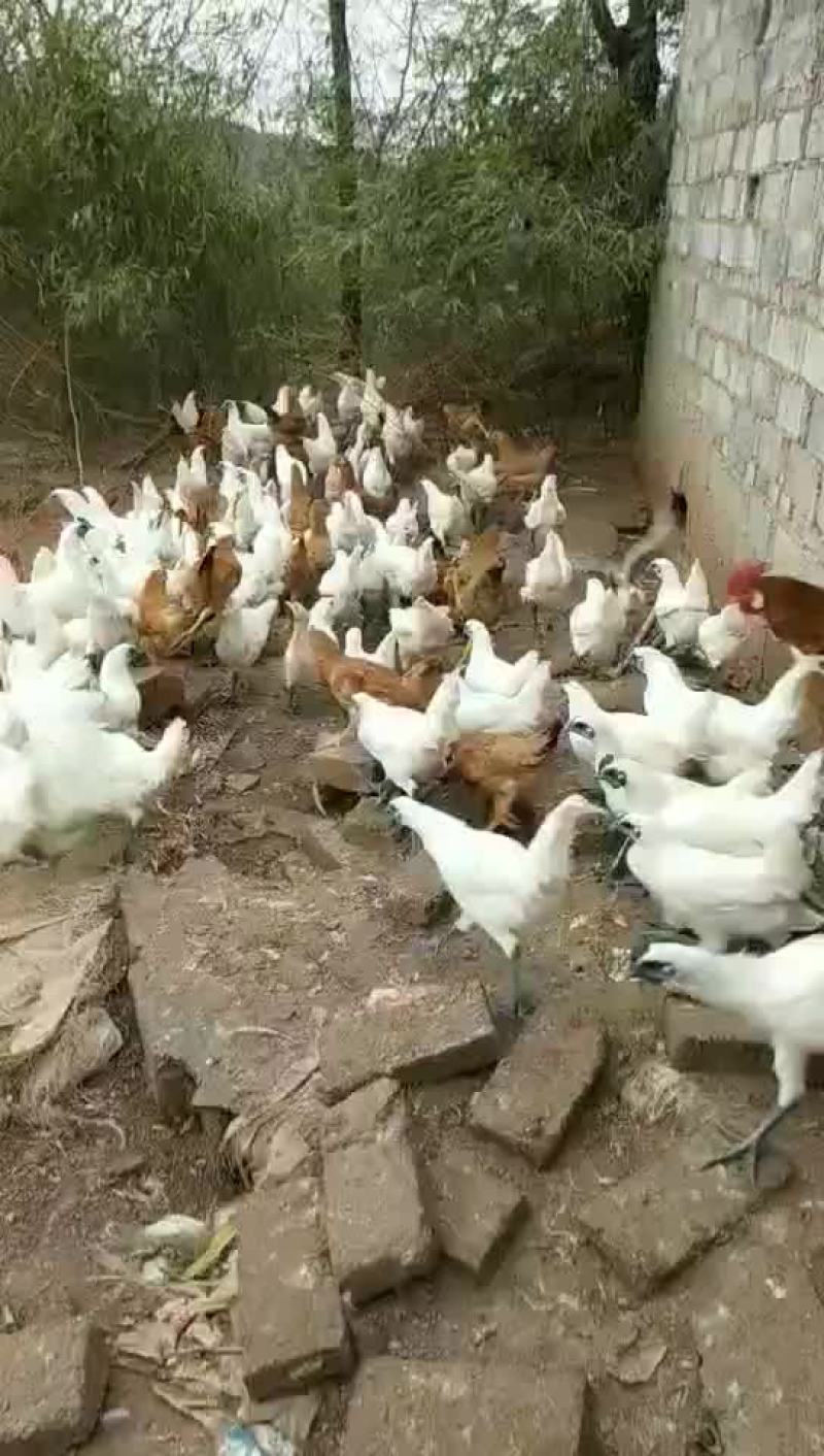 乌骨鸡