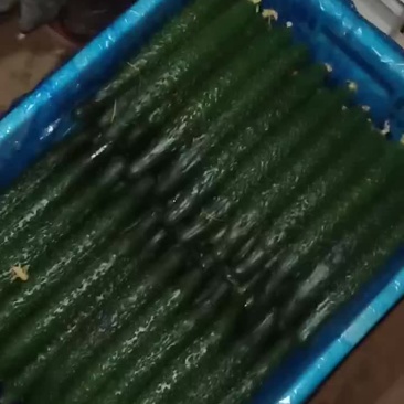 黄瓜