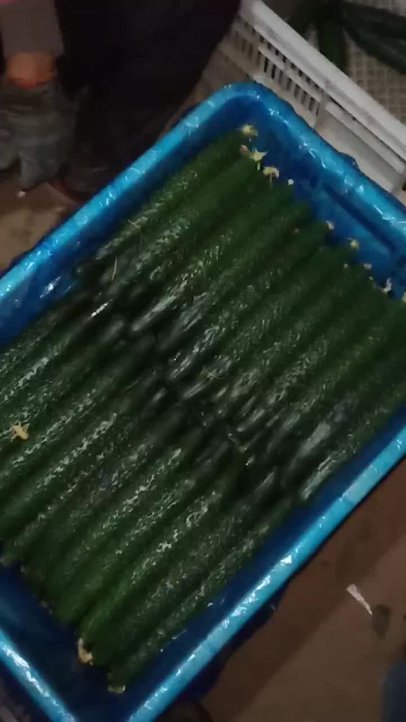 黄瓜