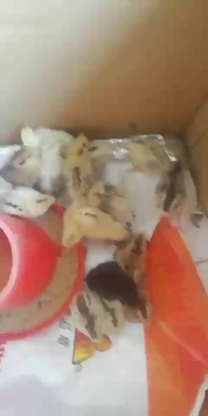 雀山鸡种蛋