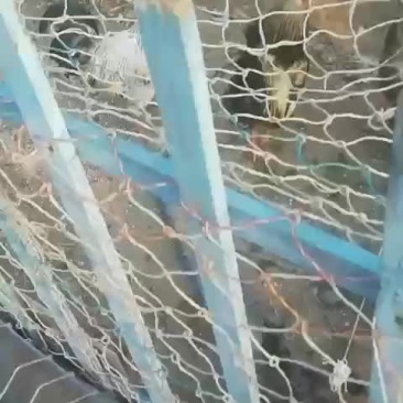 雀山鸡种蛋