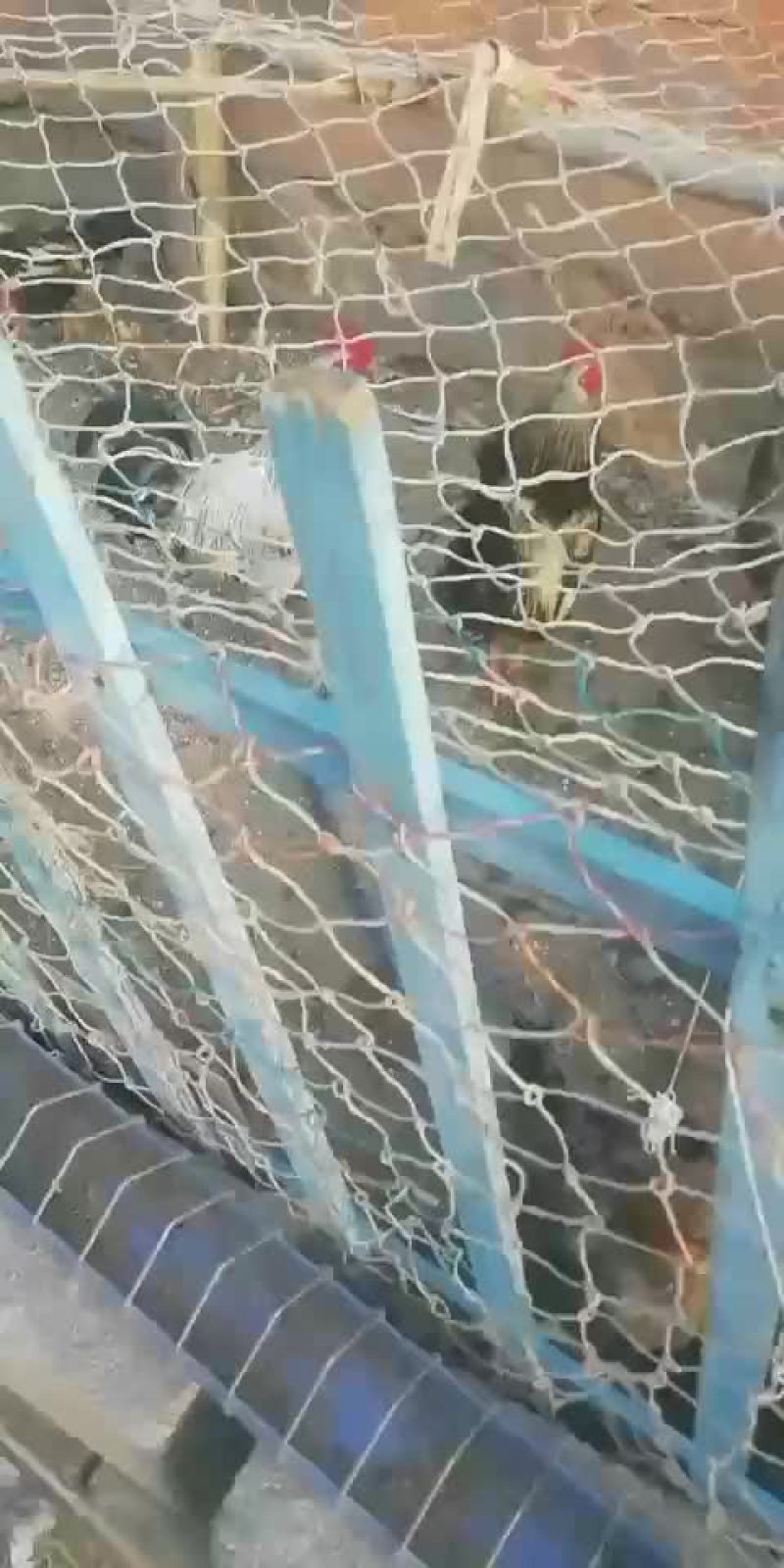 雀山鸡种蛋
