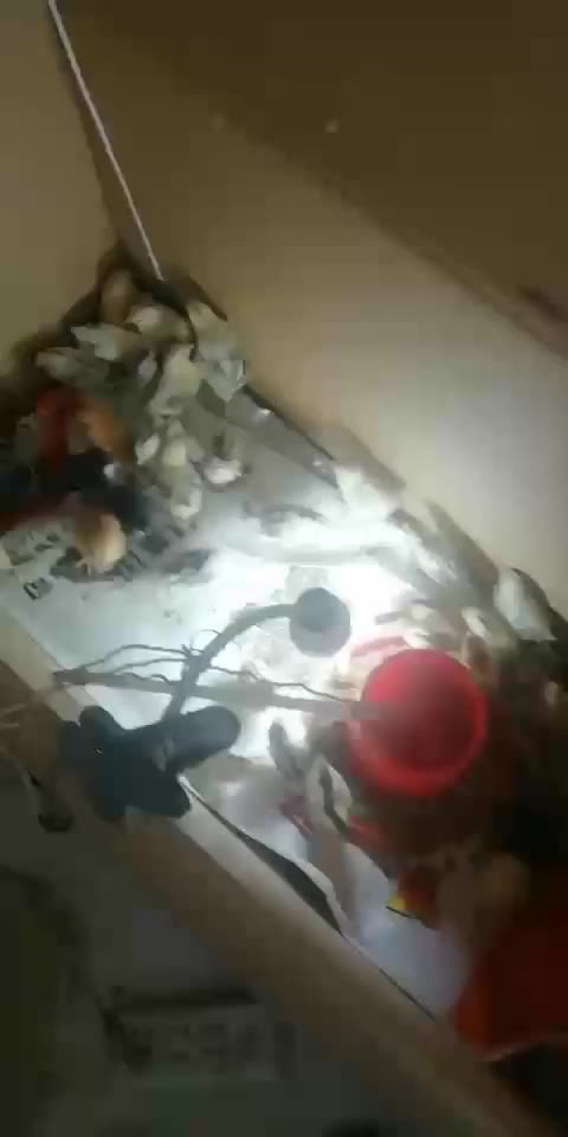 雀山鸡种蛋