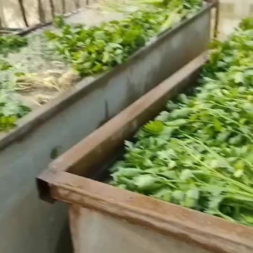 香芹