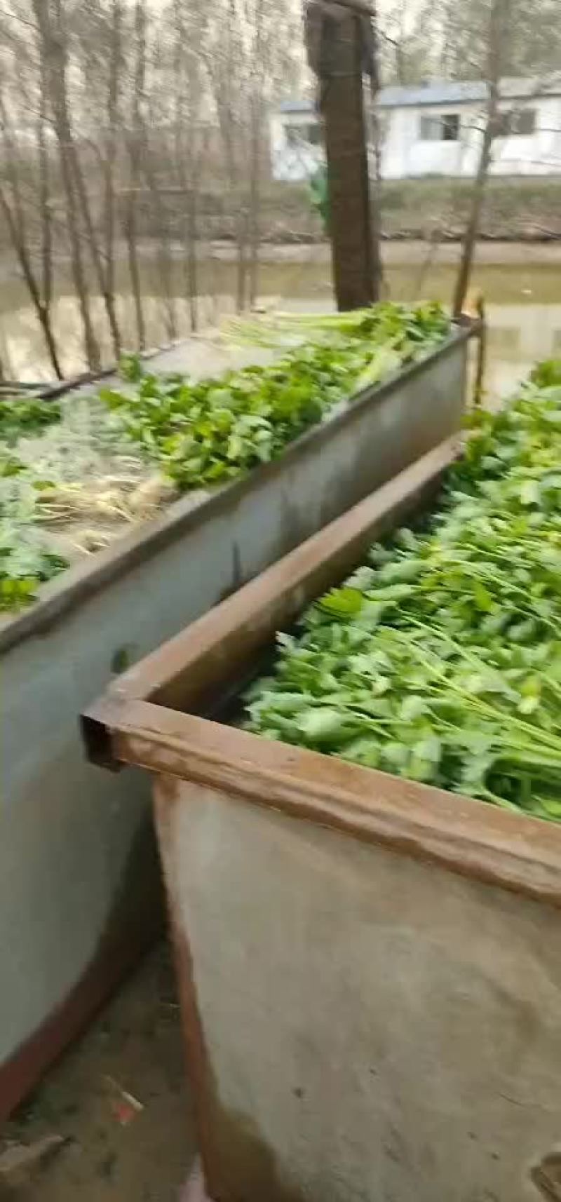 香芹