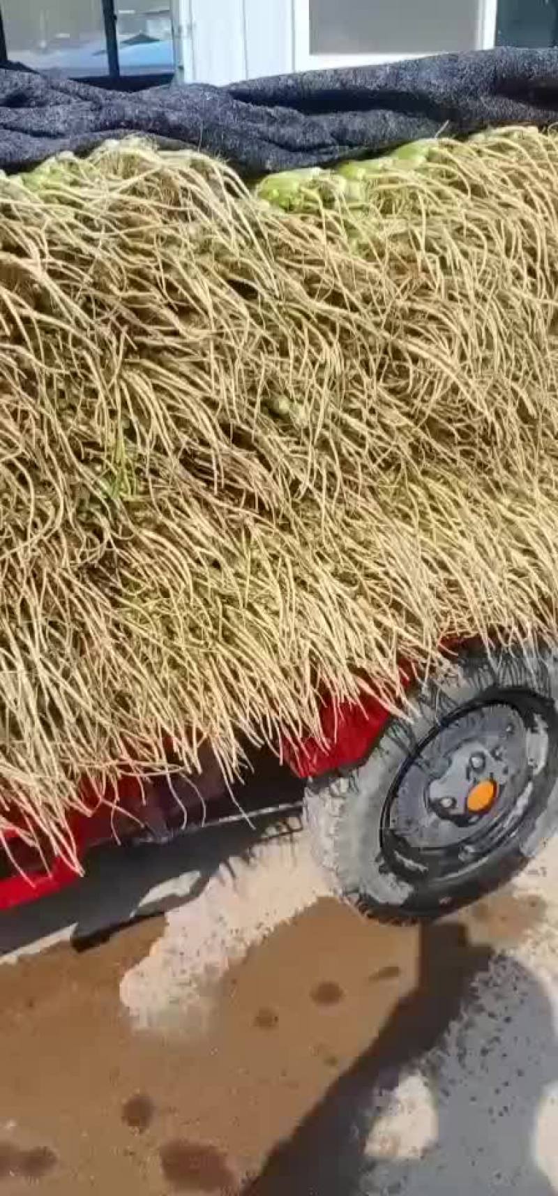 香芹