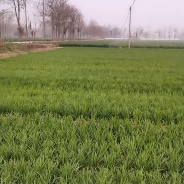 小韭菜头刀，二刀大量，欢迎电话来聊