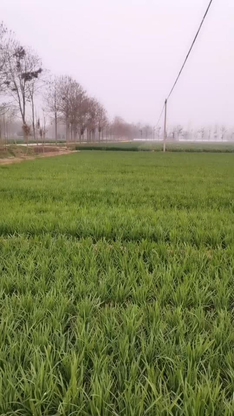 小韭菜头刀，二刀大量，欢迎电话来聊