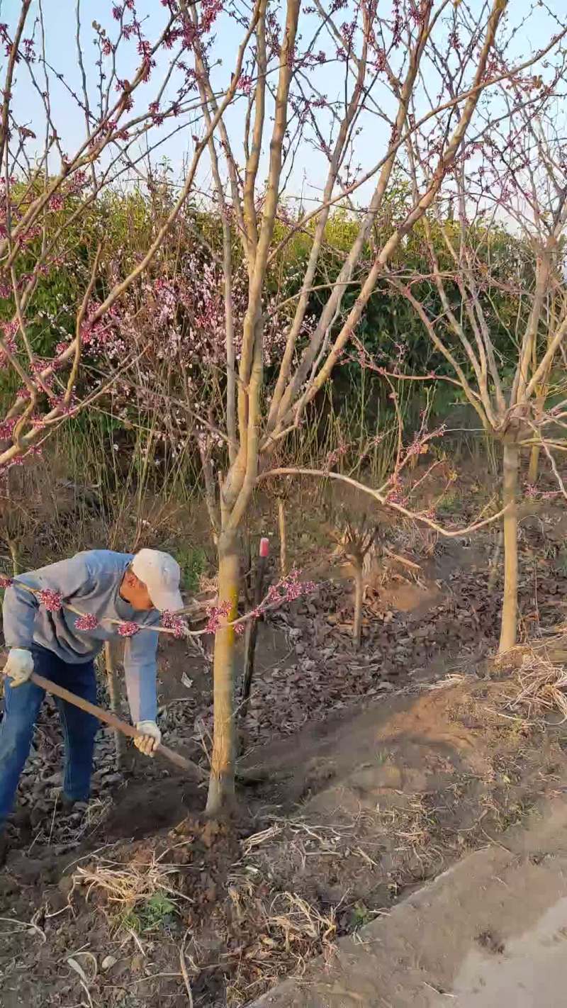 基地直销紫荆树苗价格便宜质量好