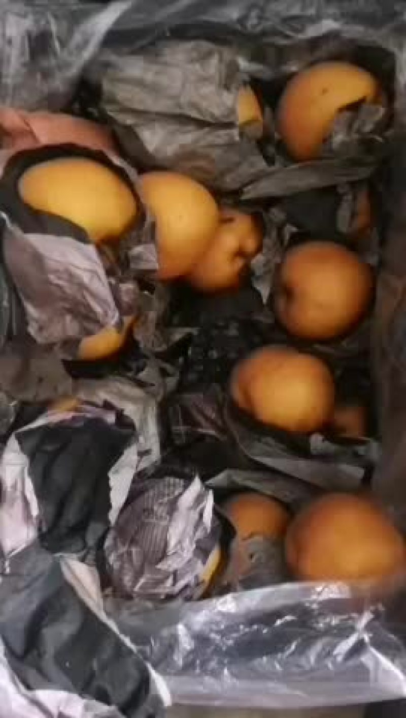 乐亭丰水梨