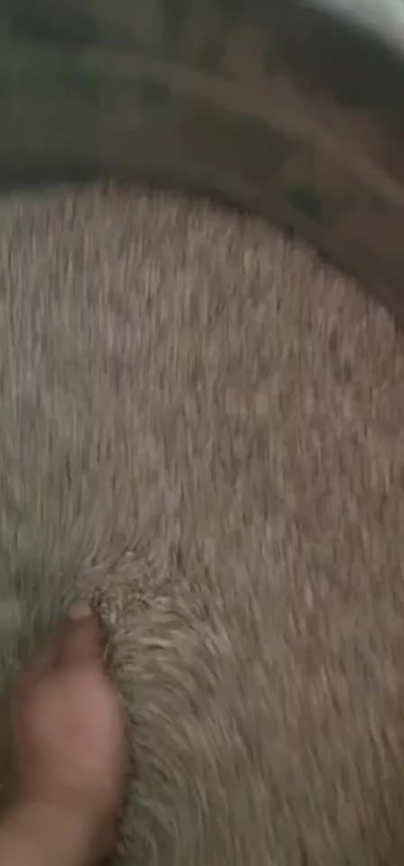 纯正花生油