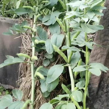大白蚕豆